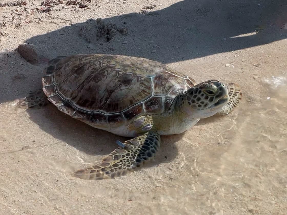 Hi, ich bin Haven! 🐢